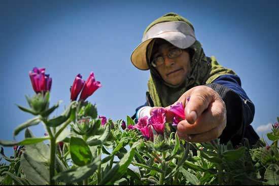 برداشت گل گاو زبان ایرانی