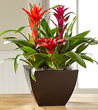 Bromeliad