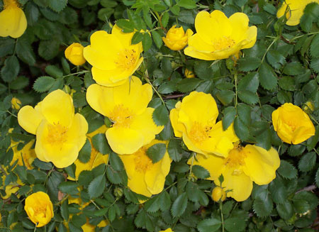 عکسی از گل زرد در طبیعت