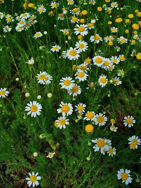 عکس گل بابونه رومی