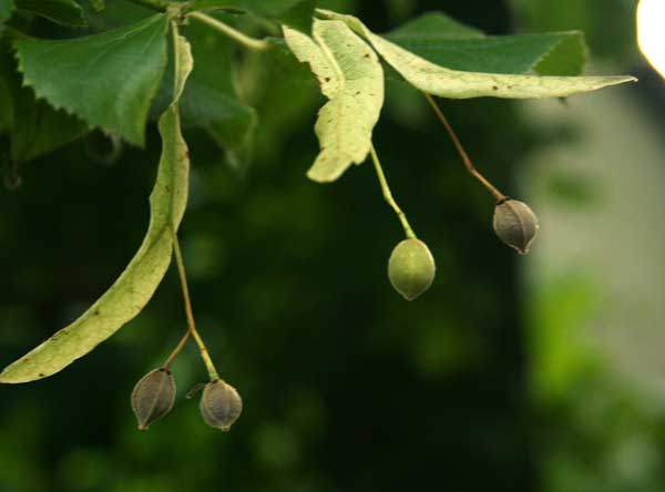 عکسی از میوه درخت تیول