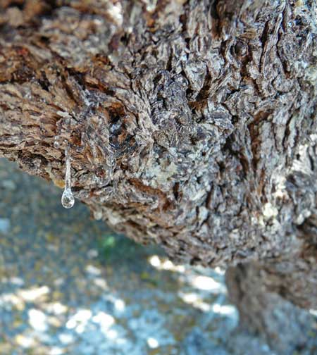 یک قطره صمغ که از شاخه درخت مصطکی در حال چکیدن است.